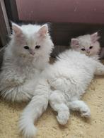 Kittens te koop, Dieren en Toebehoren, Katten en Kittens | Raskatten | Korthaar, Meerdere dieren, Ontwormd, 0 tot 2 jaar