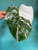 Topkwaliteit Monstera Albo Variegata / wit marble mint, Ophalen, Overige soorten, Minder dan 100 cm