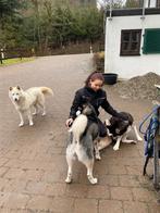 Ervaren hondenuitlater in Princenhage gratis, Dieren en Toebehoren, Overige Dieren, Januari, Mannelijk