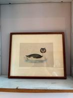Vintage prent watervogel, Antiek en Kunst, Kunst | Schilderijen | Klassiek, Verzenden