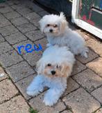 Maltipoo pups, Rabiës (hondsdolheid), 15 weken tot 1 jaar, Meerdere, Meerdere dieren