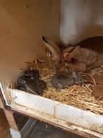 .vlaamse reus met jongen, Dieren en Toebehoren, Konijnen, Mannelijk