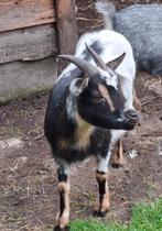 Dwerggeit, Dieren en Toebehoren, Vrouwelijk, Geit