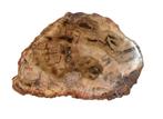 Schijf versteend hout  20 miljoen jaar oud 159 gram, Verzamelen, Mineralen en Fossielen, Ophalen of Verzenden, Fossiel