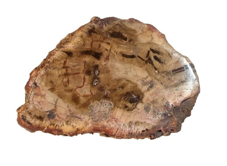 Schijf versteend hout  20 miljoen jaar oud 159 gram, Verzamelen, Mineralen en Fossielen, Fossiel, Ophalen of Verzenden