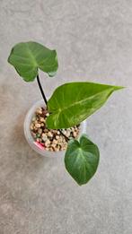 Alocasia Macrorrhiza Black Stem, Ophalen of Verzenden, Halfschaduw, Minder dan 100 cm