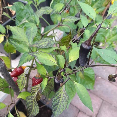 Jalapeños Peper Purple Paars, mooie kleur peper, Tuin en Terras, Planten | Tuinplanten, Groenteplanten, Ophalen