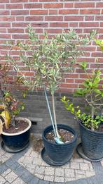 Olijfboom  op stam in pot, Overige soorten, 100 tot 250 cm, Zomer, Ophalen
