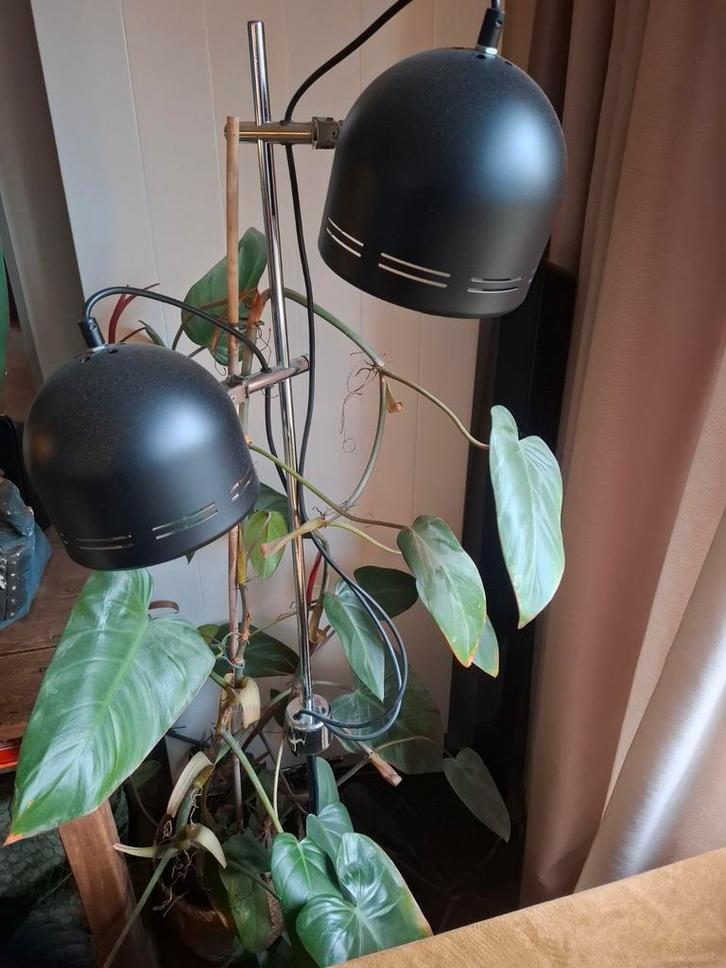 Philodendron Red Emerald & Kentia Palm - Kamerplanten, Huis en Inrichting, Kamerplanten, Ophalen