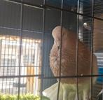 Mooi doffer Jiennense de vuelo 2025, Dieren en Toebehoren, Vogels | Duiven, Mannelijk, Kropper