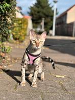 Bengaalse kitten/poes met stamboom, Dieren en Toebehoren, Katten en Kittens | Raskatten | Korthaar, Poes, Gechipt, 0 tot 2 jaar