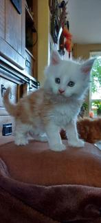 mainecoon kitten, Kater, Gechipt, 0 tot 2 jaar