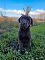 PRACHTIGE RASZUIVERE DONKERBRUINE LABRADORPUPS reutjes, Dieren en Toebehoren, Honden | Retrievers, Spaniëls en Waterhonden, 8 tot 15 weken