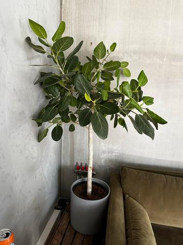 Ficus benghalensis audrey - 130cm - binnenboompje beschikbaar voor biedingen