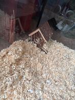 Gerbil met kooi en accessoires, Dieren en Toebehoren, Kooi, Zo goed als nieuw, 90 cm of meer, 75 tot 110 cm