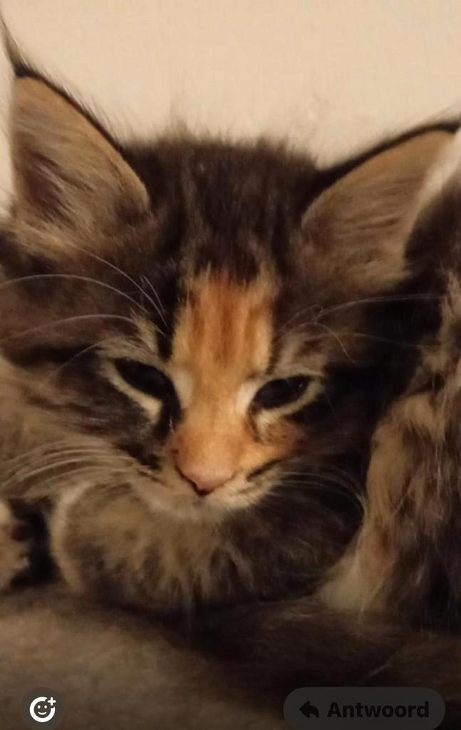 Maine Coon kittens te koop, Dieren en Toebehoren, Katten en Kittens | Raskatten | Langhaar, Meerdere dieren, Ontwormd