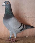Postduif. 2 st. Doffers. 2022  & eigendomsbewijs., Mannelijk, Postduif