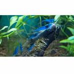 Gezochte blauwe garnalen, Dieren en Toebehoren, Vissen | Aquariumvissen, Kreeft, Krab of Garnaal