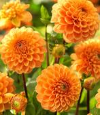 SYLVIA WINTERSWIJK DAHLIA KNOLLEN, Tuin en Terras, Bloembollen en Zaden, Ophalen, Voorjaar, Volle zon, Knol