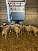 Texelaar rammen, Dieren en Toebehoren, Schapen, Geiten en Varkens, Mannelijk, Schaap