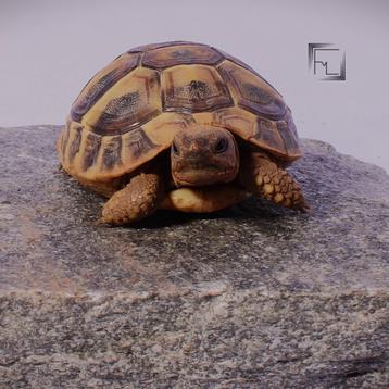 Griekse landschildpad/Testudo hermanni boetgeri beschikbaar voor biedingen