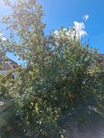 Appelboom, Ophalen, Lente, Volle zon, Appelboom