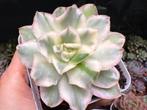 Echeveria Purple Butterfly variegata/pot 7cm/vetplant, Huis en Inrichting, Kamerplanten, Ophalen of Verzenden, Halfschaduw, Minder dan 100 cm