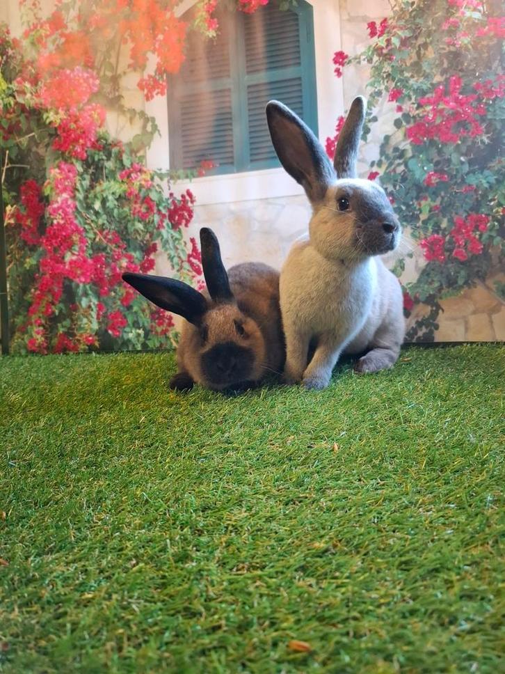 Otis en Supreme zoeken een knuffelhuisje, rex konijn, Dieren en Toebehoren, Konijnen, Middelgroot, Meerdere dieren, 0 tot 2 jaar