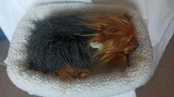 Yorkshire Terrier  Real Pet beschikbaar voor biedingen