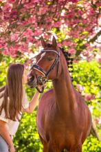Chique Veelzijdige Lieve D-pony (Springen & Dressuur), Dieren en Toebehoren, Pony's, M, Springpony, 11 jaar of ouder, D pony (1.37m tot 1.48m)