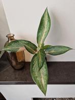 Aglaonema 'Guave Green Pink', Ophalen of Verzenden