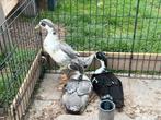 3 loopeend woerden te koop, 7 weken oud, Dieren en Toebehoren, Mannelijk, Eend