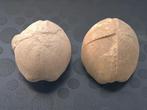 Fossiele zee egels Hemipneustes, Verzamelen, Mineralen en Fossielen, Ophalen, Mineraal