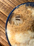 Termieten paartje tekoop