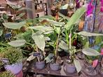 Philodendron Silver Sword, Huis en Inrichting, Kamerplanten, Overige soorten, Minder dan 100 cm, Ophalen of Verzenden, Halfschaduw