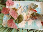 Twee grote gewortelde stekken, Begonia OLDEMOR_(Varkensoor), Ophalen of Verzenden, Overige soorten, Halfschaduw, Minder dan 100 cm
