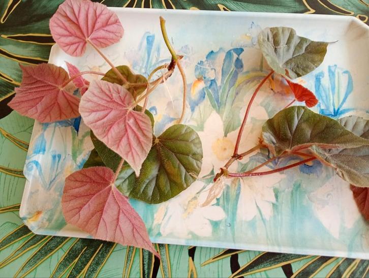 Twee grote gewortelde stekken, Begonia OLDEMOR_(Varkensoor), Huis en Inrichting, Kamerplanten, Overige soorten, Minder dan 100 cm