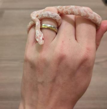 Rode rattenslang, Pantherophis guttatus, NK25 Snow 0.0.1 beschikbaar voor biedingen