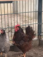 Barnevelder haan ruilen voor kriele haan, Dieren en Toebehoren, Pluimvee, Mannelijk, Kip