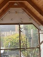 Majoor putter, Dieren en Toebehoren, Vogels | Overige Vogels, Meerdere dieren, Wildzangvogel