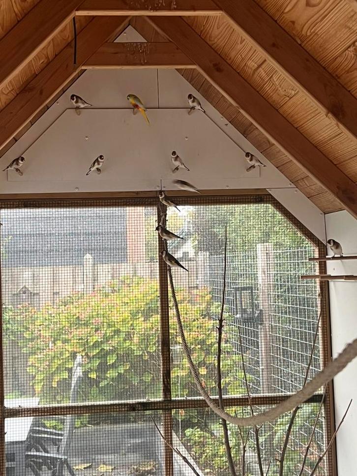 Majoor putter, Dieren en Toebehoren, Vogels | Overige Vogels, Wildzangvogel, Meerdere dieren