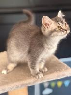 Britse korthaar/blauwe rus katertje, Dieren en Toebehoren, Katten en Kittens | Raskatten | Korthaar, Kater, Ontwormd, 0 tot 2 jaar