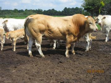 Blonde d' Aquitaine Luxe Dekstier Super mak. geb. 06-01-2022 beschikbaar voor biedingen