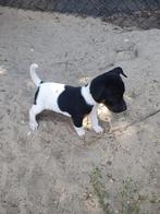 Jackrussel pups, Dieren en Toebehoren, Honden | Jack Russells en Terriërs, Jack Russell Terriër, Meerdere, Meerdere dieren, Nederland