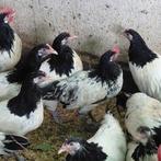 Lakenvelder Kippen, Dieren en Toebehoren, Vrouwelijk, Kip