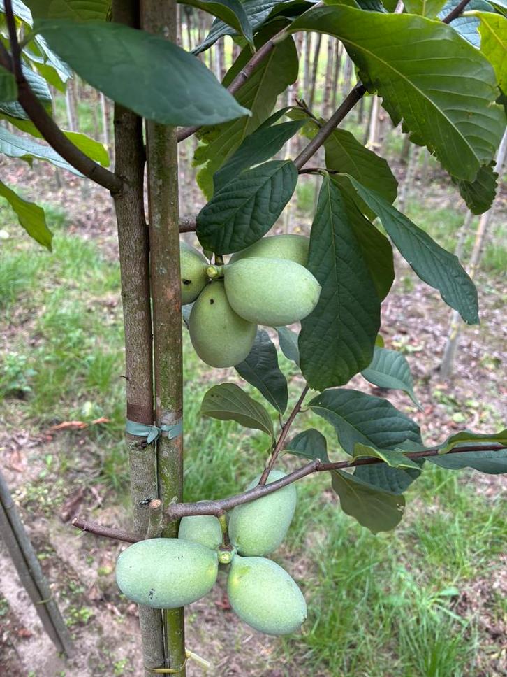Asimina triloba in soorten, vruchtdragend 175/200 cm, Tuin en Terras, Planten | Fruitbomen, Ophalen