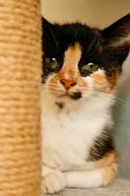 Schattige kittens zoeken een nieuwe butler - mogen verhuizen, Dieren en Toebehoren, Poes, Kortharig, 0 tot 2 jaar