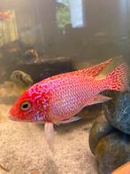 Aulonocara Firefish - Malawi cichliden, Dieren en Toebehoren, Vissen | Aquariumvissen, Zoetwatervis, Vis