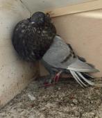 Vale Gaditano doffer, Dieren en Toebehoren, Mannelijk, Kropper