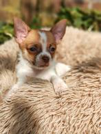 Chihuahua pup, Dieren en Toebehoren, Honden | Chihuahua's en Gezelschapshonden, Rabiës (hondsdolheid), Reu, 8 tot 15 weken, Eén hond